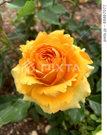バラ バラ 89867077
