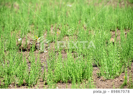 スギナ(杉菜) スギナ(杉菜) 89867078