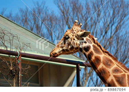 のんびりしている動物園のキリン のんびりしている動物園のキリン 89867094