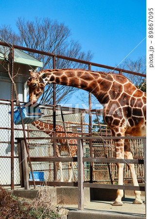 のんびりしている動物園のキリン 89867095