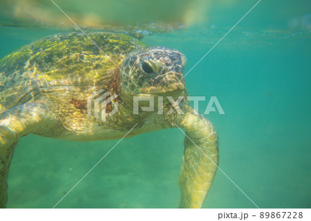 Turtle Turtle 89867228