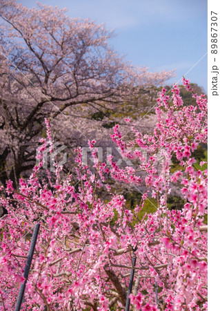春の桃畑 和歌山県紀の川市 春の桃畑 和歌山県紀の川市 89867307