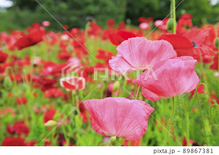 馬見丘陵公園 満開のポピー 馬見丘陵公園 満開のポピー 89867381