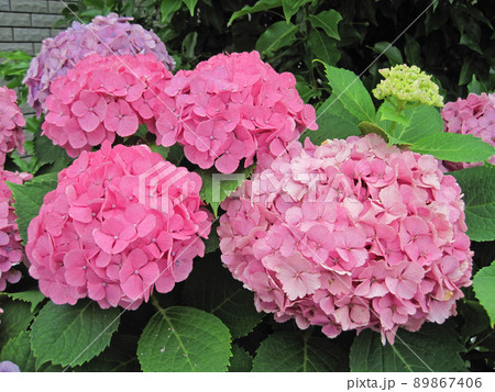ピンク色の紫陽花 89867406