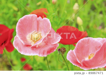 馬見丘陵公園　満開のポピー 89867471