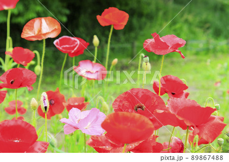 馬見丘陵公園　満開のポピー 89867488