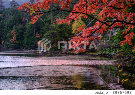 白駒池早朝の紅葉 白駒池早朝の紅葉 89867698