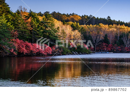 白駒池早朝の紅葉 白駒池早朝の紅葉 89867702