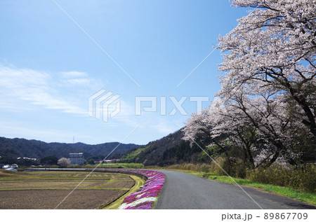 桜が満開の川土手から見上げた青空にU文字形の珍しい雲が浮かんでいる光景 ... 島根県 安来市：快晴 89867709