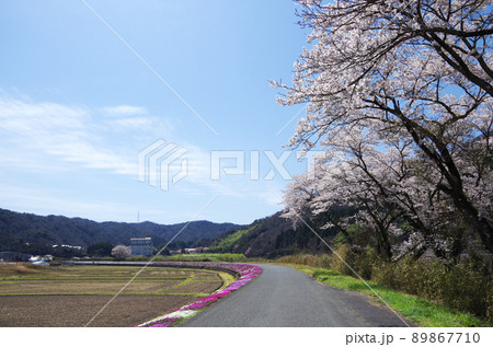 桜が満開の川土手から見上げた青空にU文字形の珍しい雲が浮かんでいる光景 ... 島根県 安来市：快晴 89867710
