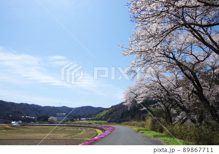 桜が満開の川土手から見上げた青空にU文字形の珍しい雲が浮かんでいる光景 ... 島根県 安来市：快晴 89867711