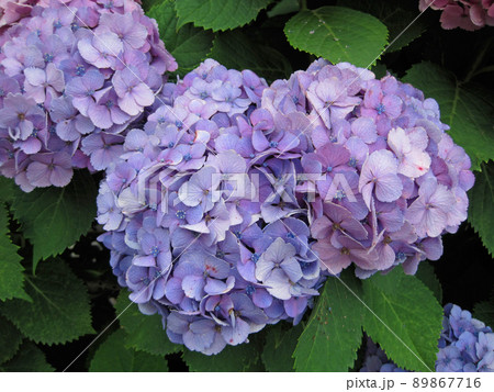 薄紫色の紫陽花 薄紫色の紫陽花 89867716