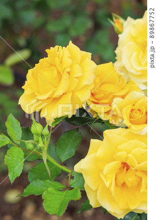 馬見丘陵公園　満開のバラ 89867752