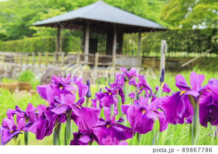 馬見丘陵公園 春 満開の花菖蒲園 馬見丘陵公園 春 満開の花菖蒲園 89867786