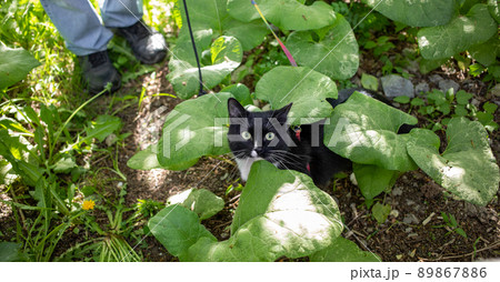 Top view to black and white cat is sitting among sunlit green burdock leaves and looking at camera during walking with his owner in summer day. Lovely pet. Healthy walks. Banner. Top view. Top view to black and white cat is sitting among sunlit green burdock leaves and looking at camera during walking with his owner in summer day. Lovely pet. Healthy walks. Banner. Top view. 89867886