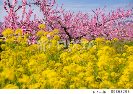 満開の桃の花と菜の花 和歌山県紀の川市 満開の桃の花と菜の花 和歌山県紀の川市 89868298