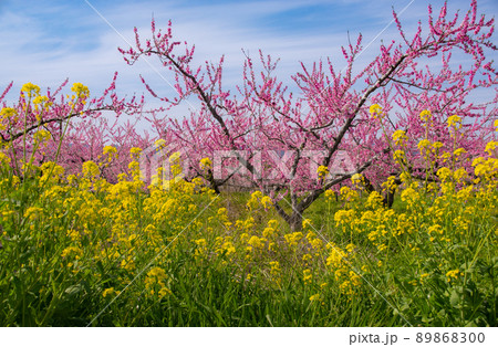 満開の桃の花と菜の花 和歌山県紀の川市 満開の桃の花と菜の花 和歌山県紀の川市 89868300