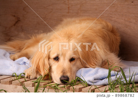 動物園の犬 89868782