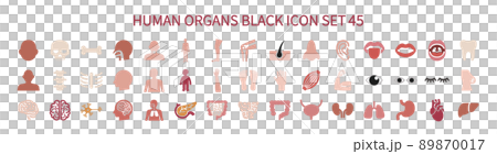 人體部位和內臟套裝 89870017