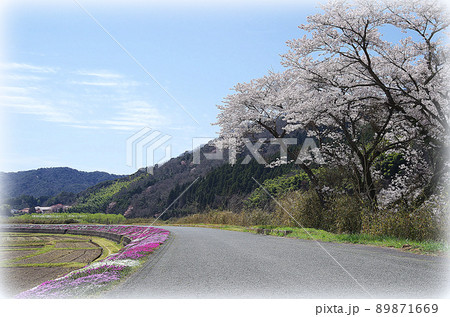 【イラスト風】桜が満開の川土手から見上げた青空にU文字形の雲が浮かんでいる光景 89871669