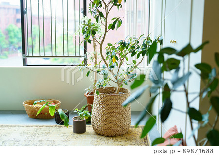 グリーンのあるインテリア ※プロパティリリース取得済み グリーンのあるインテリア ※プロパティリリース取得済み 89871688