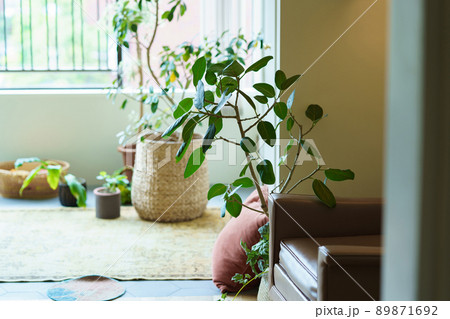 グリーンのあるインテリア ※プロパティリリース取得済み グリーンのあるインテリア ※プロパティリリース取得済み 89871692