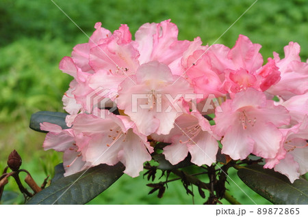Pink azalea flowers in full bloom with green leaves on the bush. 89872865