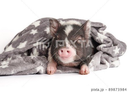 Cute mini pig in warm blanket on white background 89873984