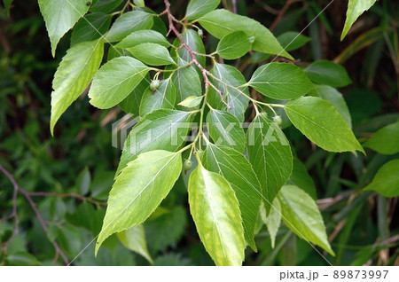 ムクノキの実 89873997