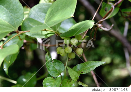 サルトリイバラの若い実 89874148