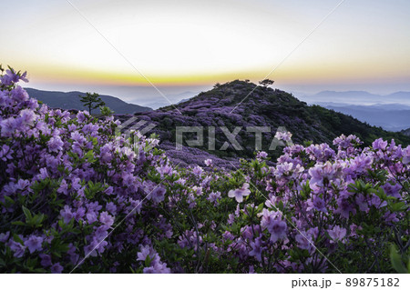 山 花 霧 89875182