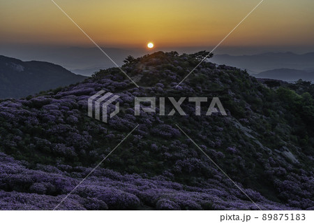 山 ファンメサン 花 89875183