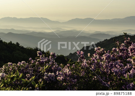山 ファンメサン 花 89875188