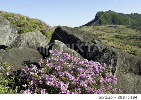 山 ファンメサン 花 89875194