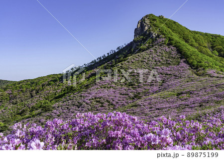 山 ファンメサン 花 89875199