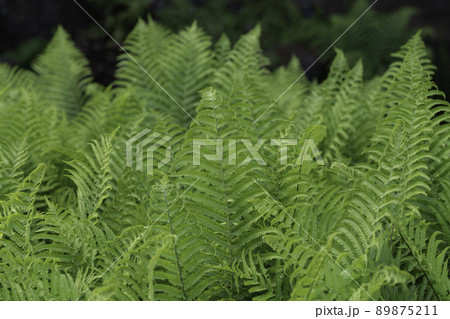 ワラビ 植物 シダ 89875211
