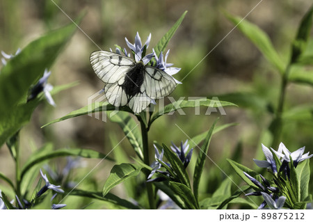 蝶 昆虫 花 89875212
