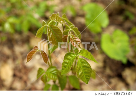 Close up of a Patch of Poison Ivy Plants Freshly Sprouted in the Spring Close up of a Patch of Poison Ivy Plants Freshly Sprouted in the Spring 89875337