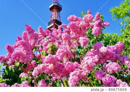 札幌市の木 ライラック 札幌市の木 ライラック 89875609