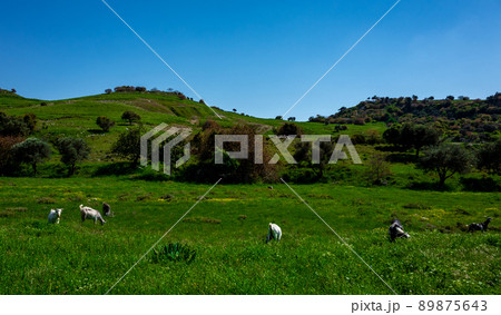 Mountain goats in a water meadow on the Mediterranean coast on the island of Cyprus. 89875643