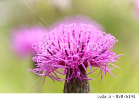 タムラソウ 山野草 草原の花 ピンク色の花 クローズアップ タムラソウ 山野草 草原の花 ピンク色の花 クローズアップ 89876149