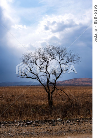 There is one tree with thunderclouds in the field. Beautiful landscape 89876195