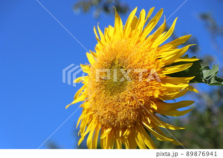 エネルギッシュに咲く大輪のひまわりの花 エネルギッシュに咲く大輪のひまわりの花 89876941
