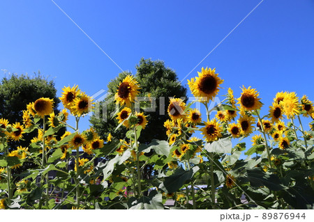 奈良県馬見丘陵公園の満開のひまわり畑 奈良県馬見丘陵公園の満開のひまわり畑 89876944