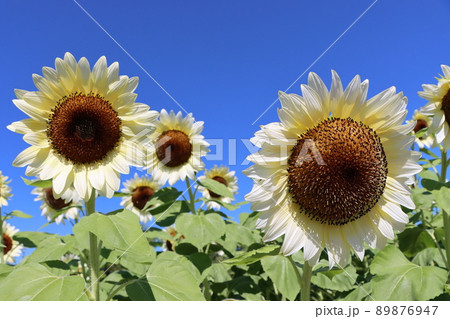 白いヒマワリの咲く自然あふれる馬見丘陵公園 白いヒマワリの咲く自然あふれる馬見丘陵公園 89876947