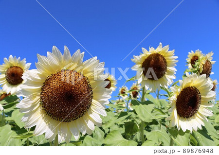 朝の太陽が白いヒマワリ畑をやさしく包む 朝の太陽が白いヒマワリ畑をやさしく包む 89876948