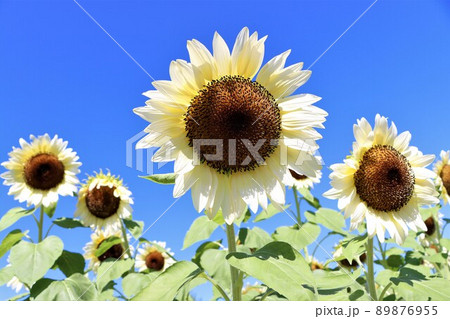 馬見丘陵公園の白いひまわり畑 89876955