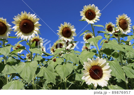 夏の日の晴天に広がる青空向いて咲く 夏の日の晴天に広がる青空向いて咲く 89876957