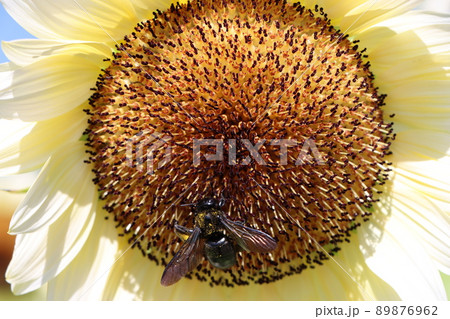 黒褐色の部分は筒状の花で構成される 89876962