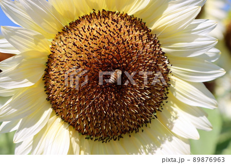超アップな白いヒマワリの中心部 超アップな白いヒマワリの中心部 89876963